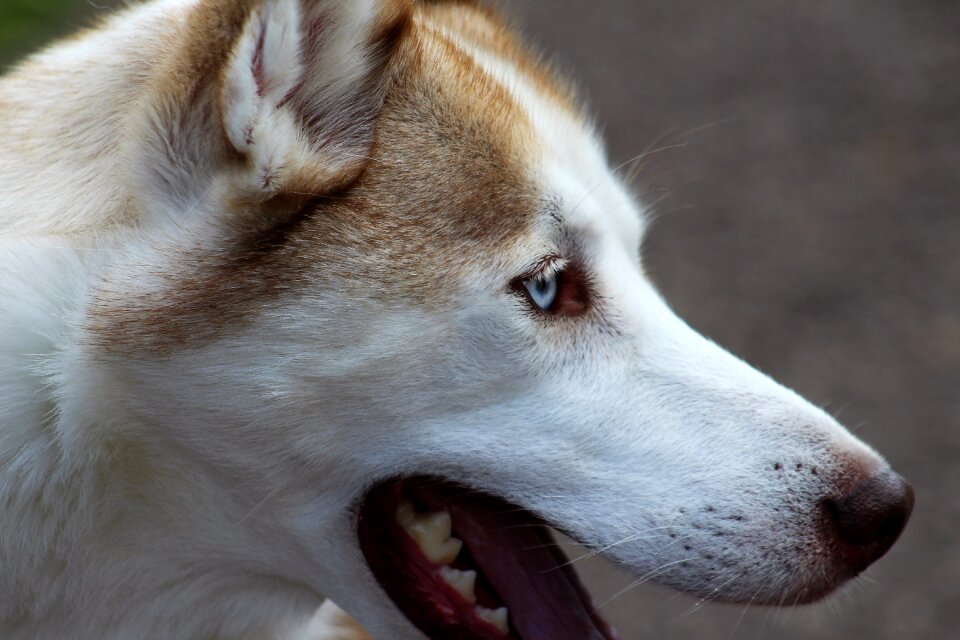 Cute portrait pet