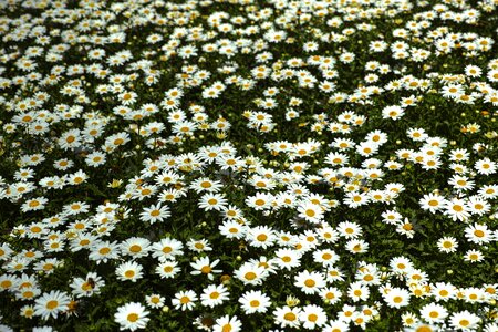 Macro flowers nature photo