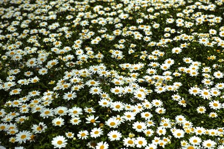Macro flowers nature