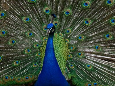 Peacock feathers beauty colors