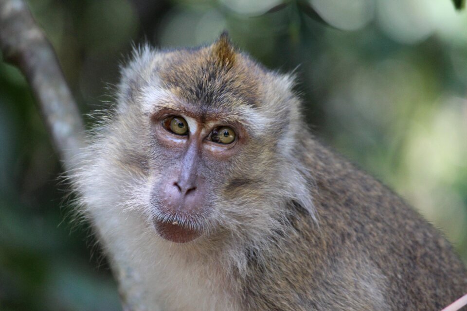 Animal cute monkey