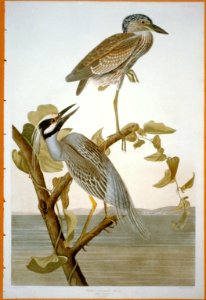 Yellow-Crowned Heron LCCN2002719007