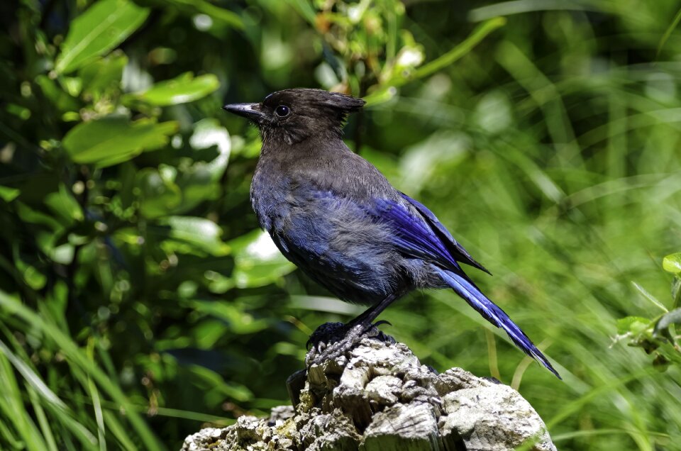 Stellar jay dorthy roi tofino