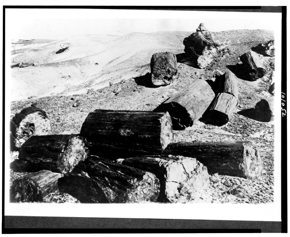 Yellowstone National Park-fossel (sic) logs in petrified state, Apache County, Arizona LCCN90709664