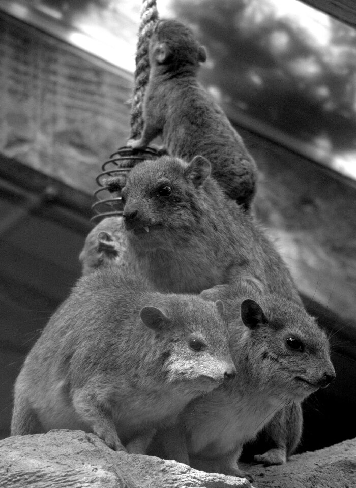 Nature rodent animal