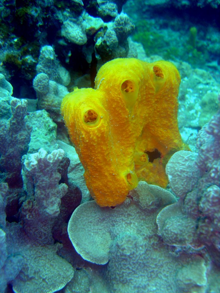 Yellow sponge on Guam (reef111053982)