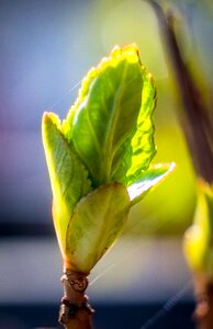 Plant close up fresh