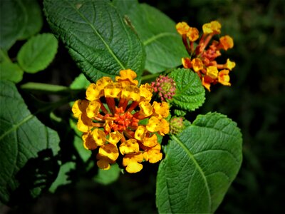 Orange macro garden