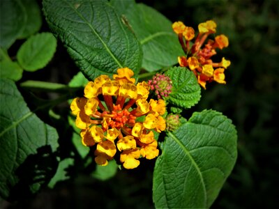 Orange macro garden photo