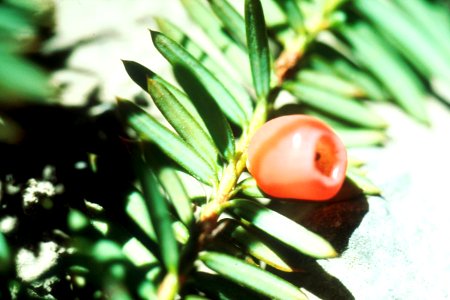 Yew needles and berries photo
