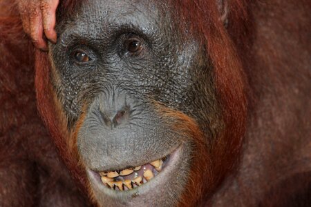 Wildlife portrait orangutan photo
