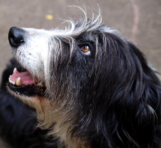 Cute canine pet