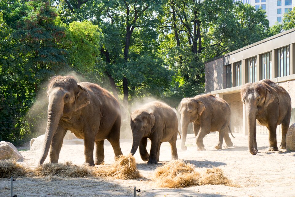 Elephant animal zoo