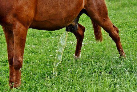Meadow urine paddock