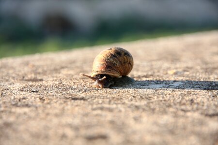 Snail molluscum shell