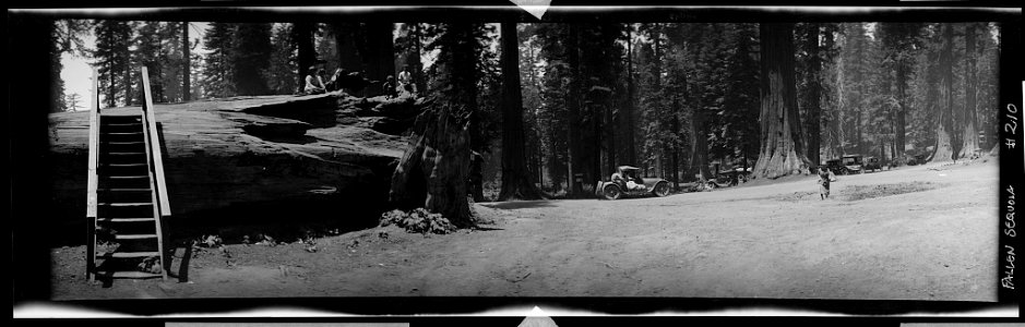 Yosemite, Mariposa Grove, fallen sequoia LCCN2017656460