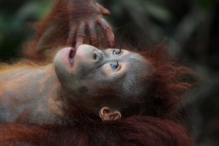 Primate ape baby photo