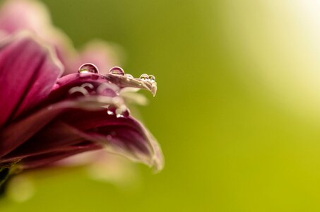 Flower nature plant