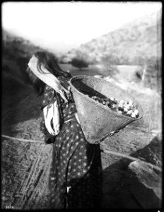 Yokut Indian woman carrying a kathak full of fruit, ca.1900 (CHS-3938)