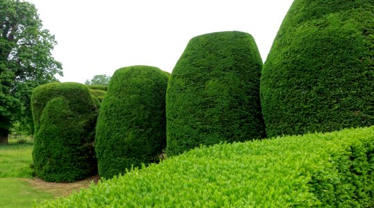 Yew Garden - Packwood House - Warwickshire, England - DSC08694 photo