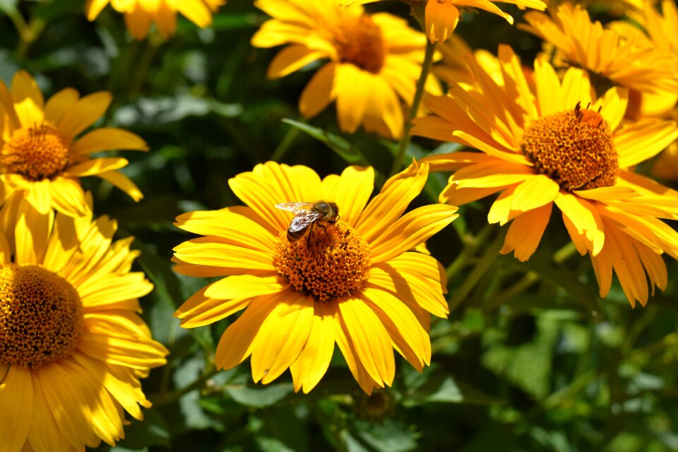 Bloom nature close up photo