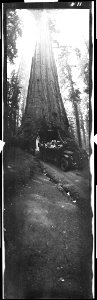 Yosemite, with auto passing through Sequoia Wawona in Mariposa Grove LCCN2017645744