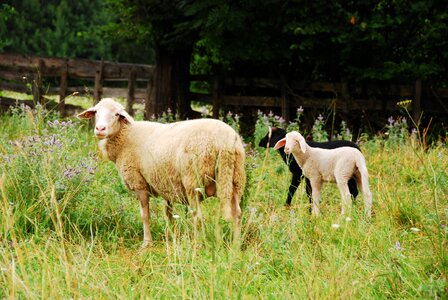 Pasture animal lamb photo