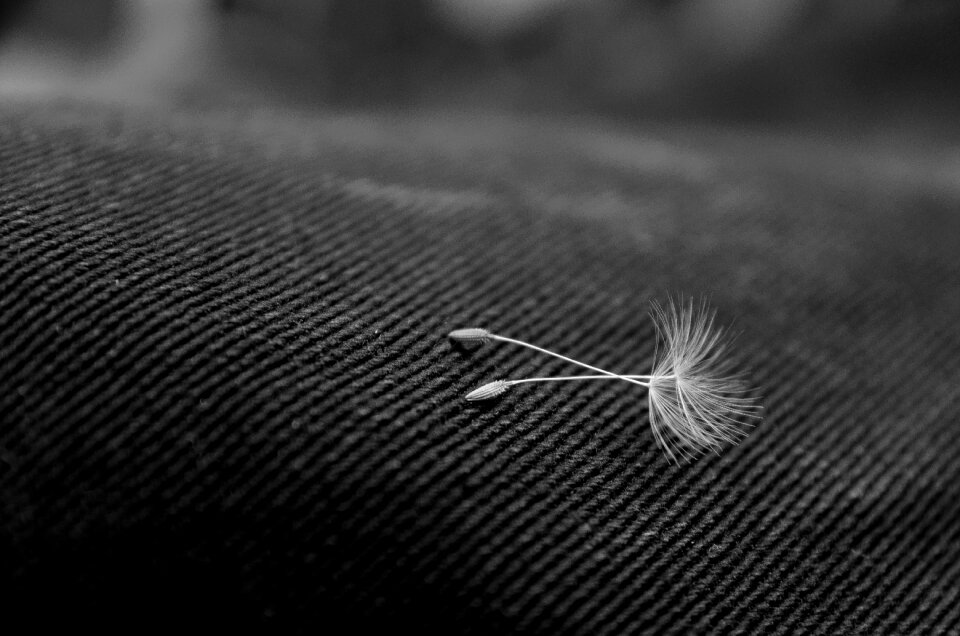 Seed light black and white