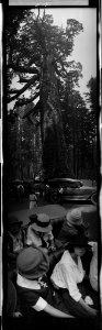Yosemite, Grizzly Giant sequoia LCCN2017656422