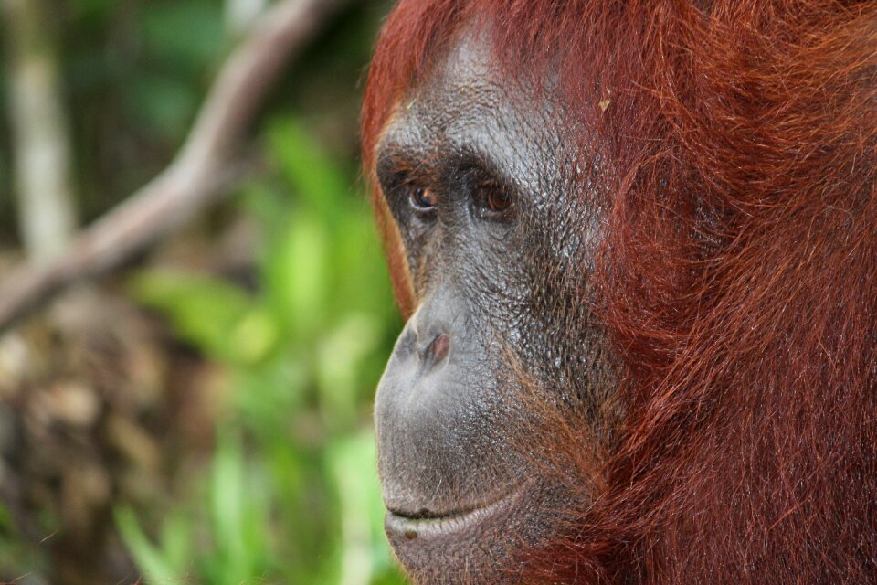 Mammal wildlife orangutan
