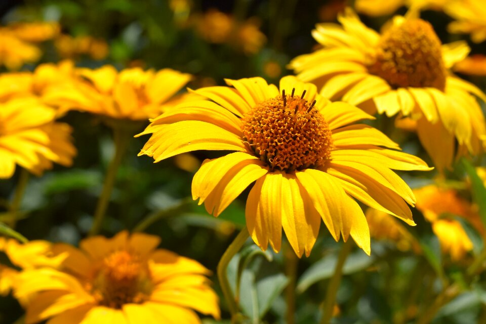 Bloom nature close up