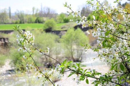 Chichewa pictures official spring open chichewa tree