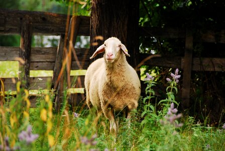 Pasture animal lamb photo