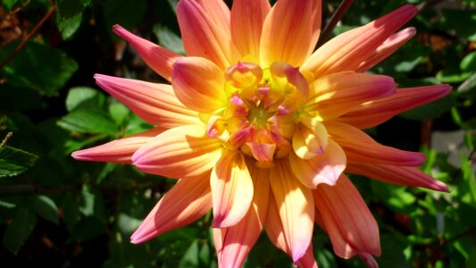 Flower garden late summer nature