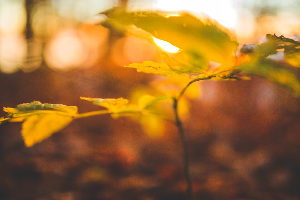 Nature sunrise sunset