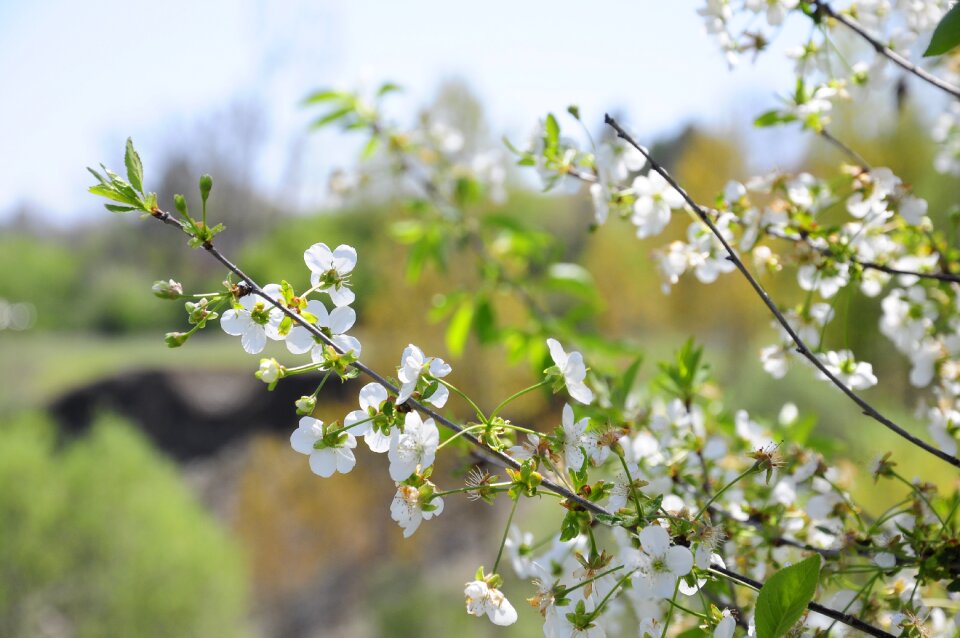 Chichewa pictures official spring open chichewa tree