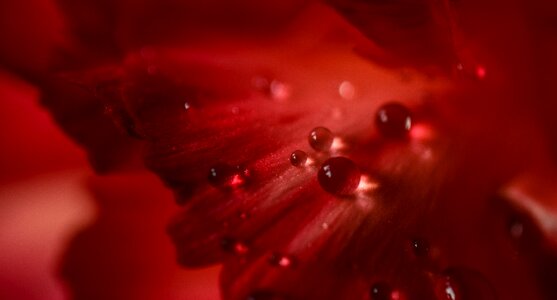 Bloom water drops
