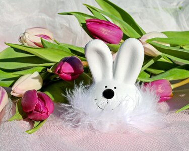 Hare white cute photo