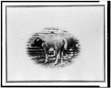 Young buffalo calves near fence) - W.H. Jackson, photo LCCN95505809 photo