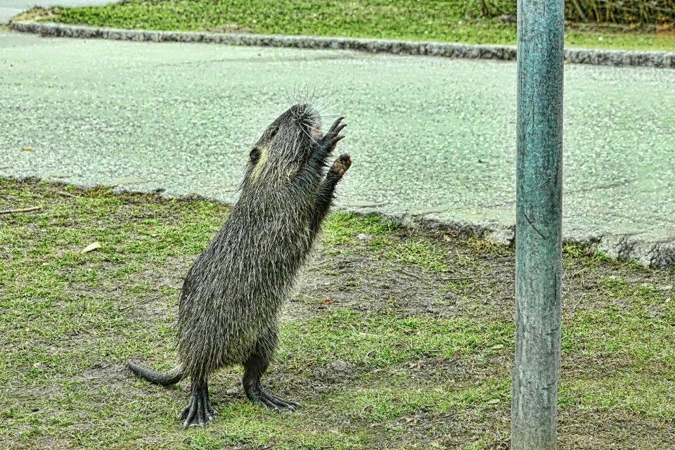 Nutria mammal animal world