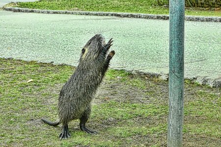 Nutria mammal animal world