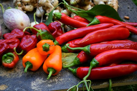 Paprika cook chili photo