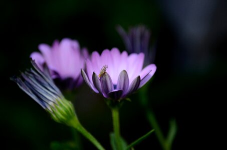 Red purple plant nature