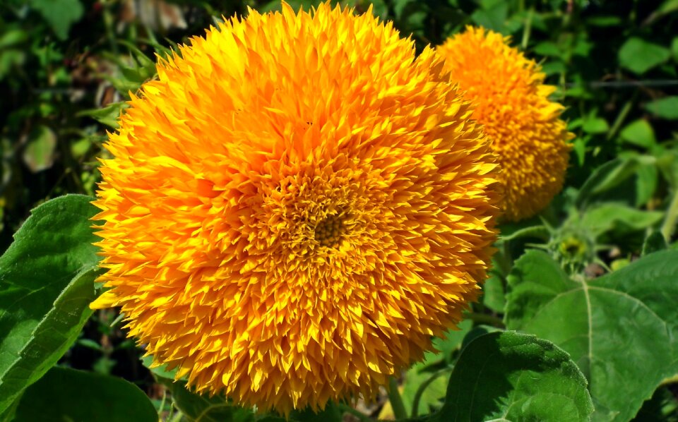 Ornamental sunflower leaf summer