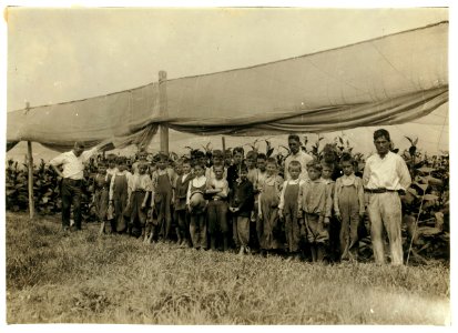 Young pickers in field, American Sumatra Tobacco Co. We found 34 boys from 9 to 15 years. LOC nclc.00727