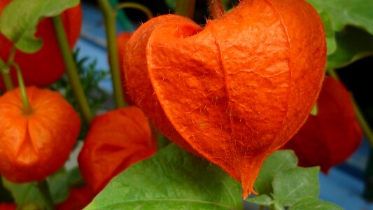 Orange garden plant a lot of boom