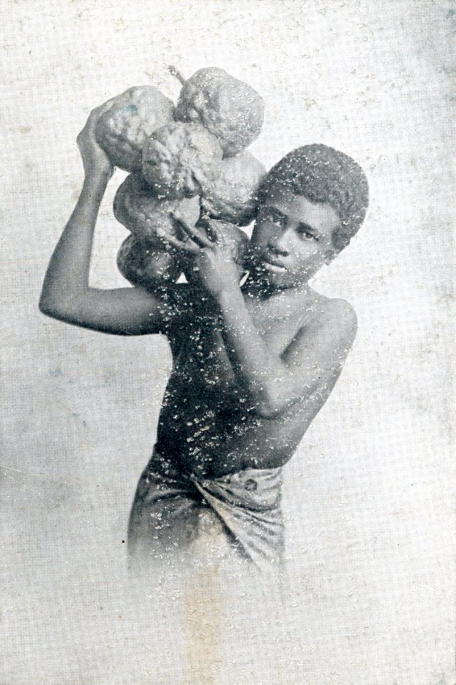 Young man carrying fruit of a breadfruit tree, Fiji, ca.1900-1930