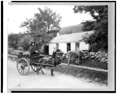 Young woman in a pony trap drawn by donkey, Ireland LCCN93504400