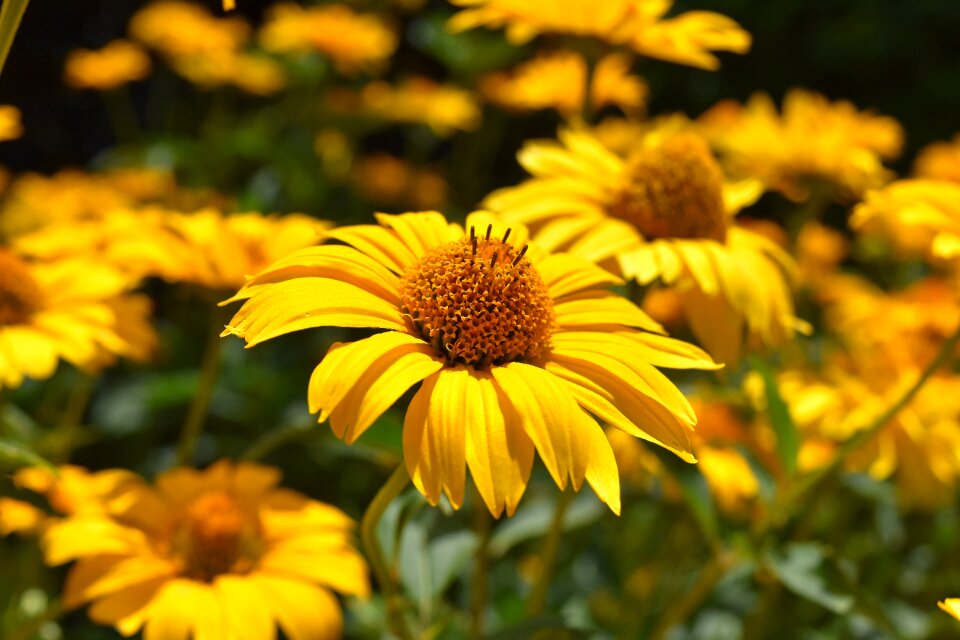 Bloom nature close up