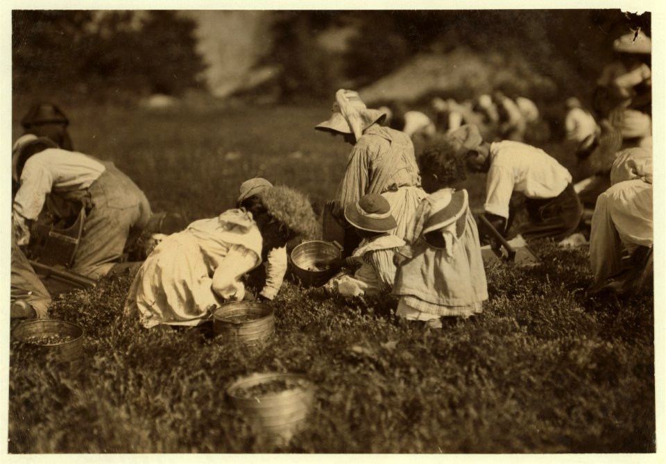 Young pickers on Swift's Bog. All working. LOC nclc.00170